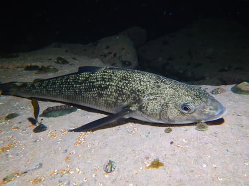 Patagonian Blenny
