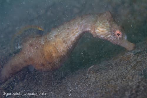 Patagonian Seahorse