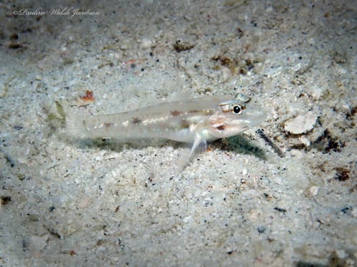 Patch-reef Goby