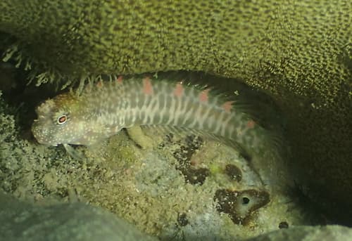 Patzner's Blenny