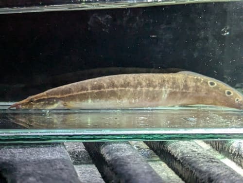 Peacock Eel