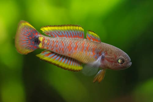 Peacock Goby