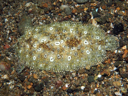 Peacock Sole