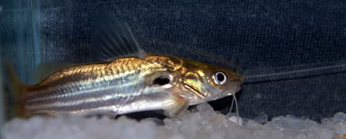 Pearl Catfish