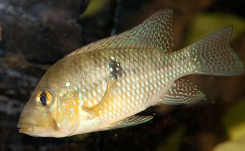 Pearl Cichlid