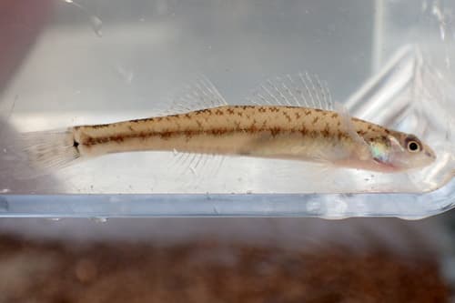 Pearl Darter