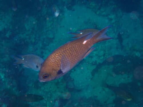 Pearl-spot Chromis