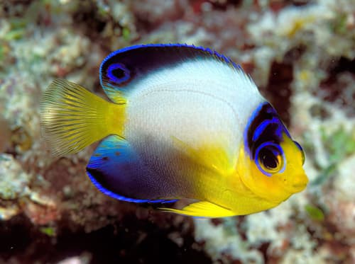 Pearlback Angelfish