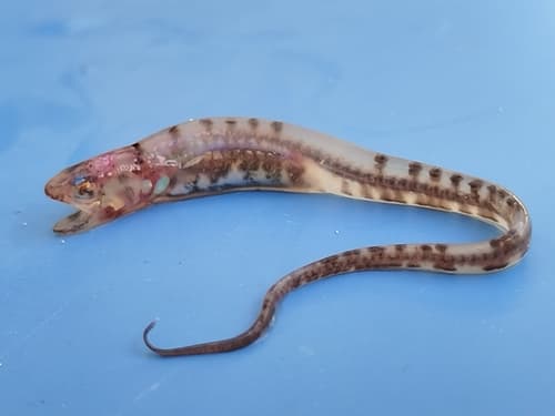 Pearlfish