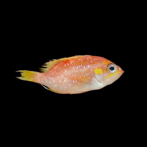 Pearlspot Fairy Basslet