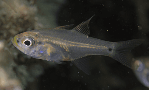 Pearly Cardinalfish