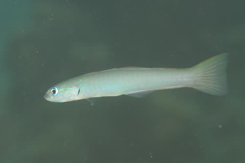 Pearly Dartfish