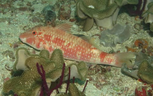 Pearly Goatfish