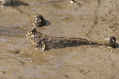 Pearse's Mudskipper