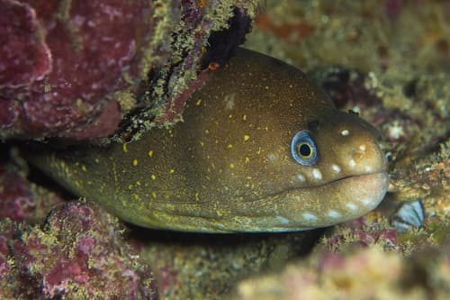 Pebbletooth Moray