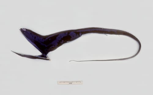Pelican Eel