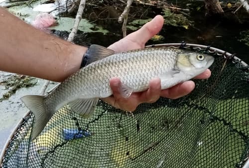 Peloponnese Chub