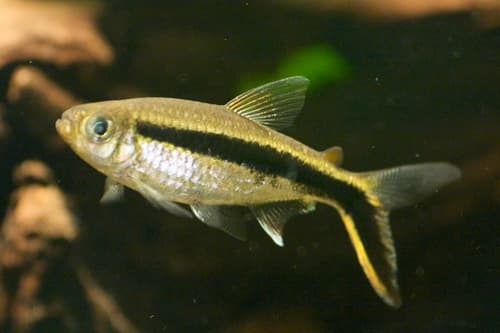 Penguin Tetra