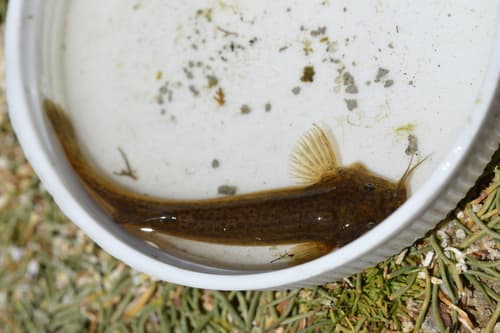 Peppered Pencil Catfish