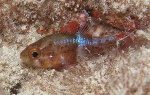 Perdix Cardinalfish