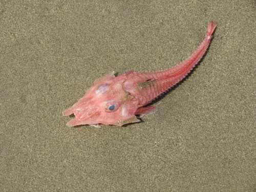 Barbeled Armored Searobin