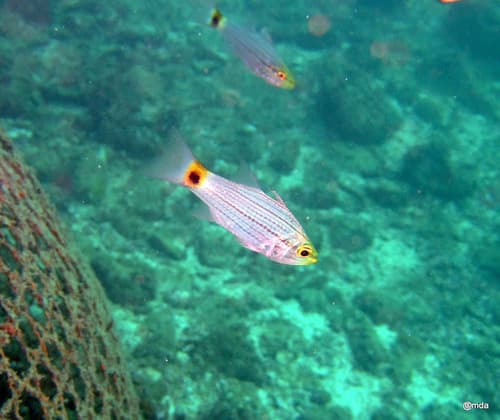 Persian Cardinalfish