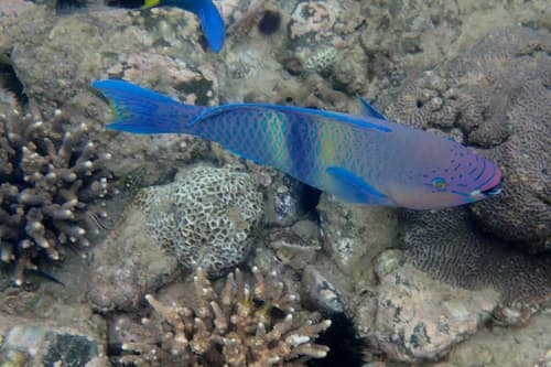 Persian Parrotfish