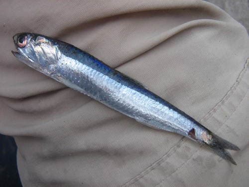 Peruvian Anchoveta