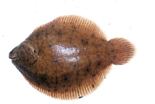 Peruvian Freshwater Sole