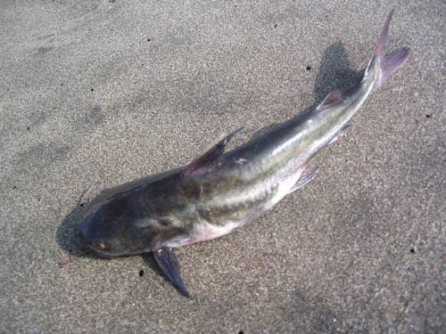 Peruvian Sea Catfish