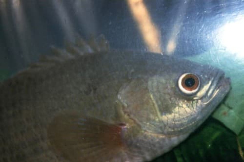 Petherich's Ctenopoma