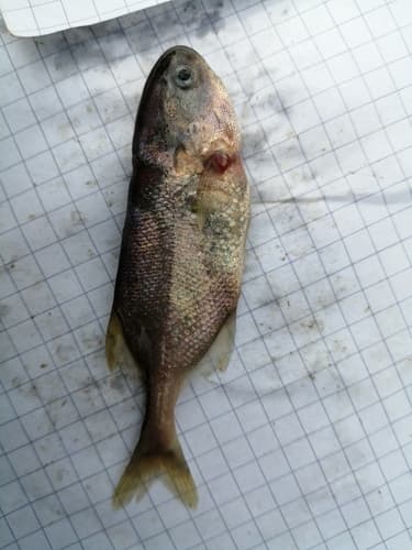Petrocephalus bovei