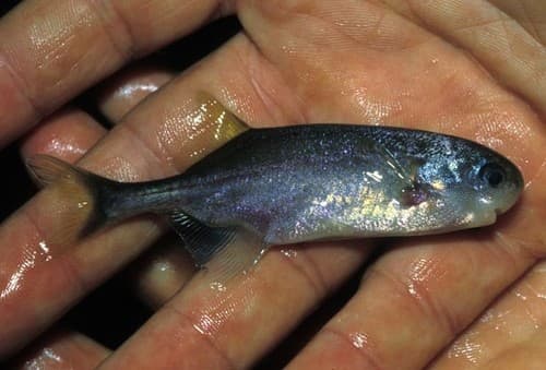 Pellegrini's Petrocephalus