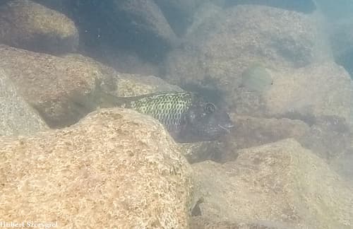 Petrochromis polyodon
