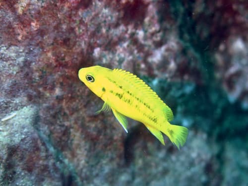 Petrotilapia microgalana