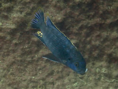 Petrotilapia nigra