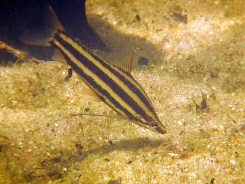 Short-bodied Pencilfish