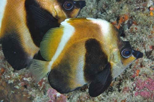 Phantom Bannerfish