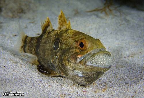 Pharaoh Cardinalfish