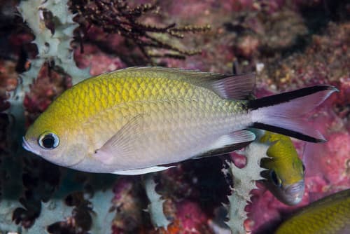 Philippine Chromis