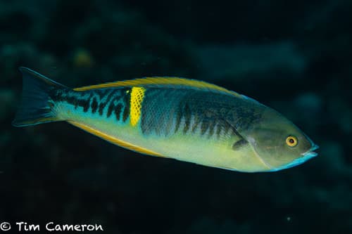 Philippine Wrasse