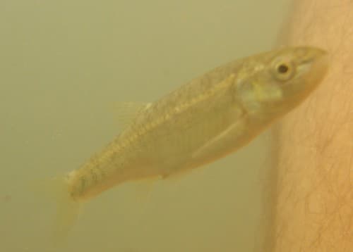 Colchic Minnow
