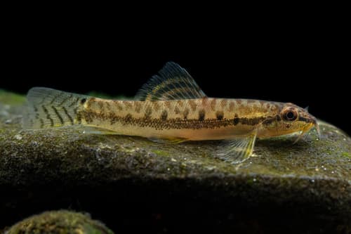 Phuket Zipper Loach