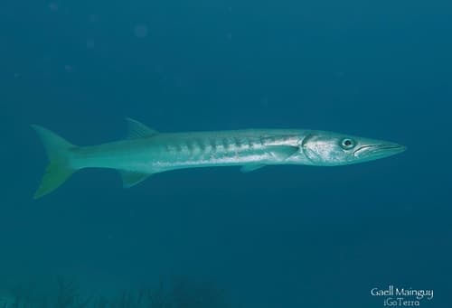 Pickhandle Barracuda