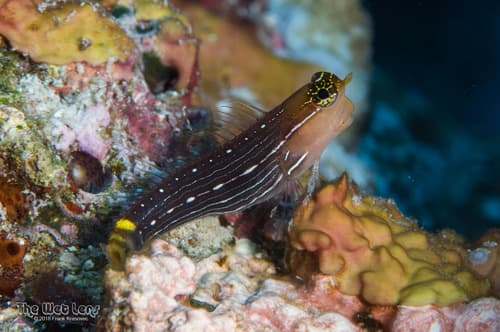 Pictus Blenny