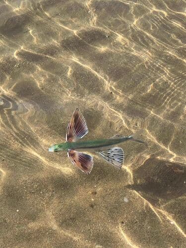 Piebald Flyingfish