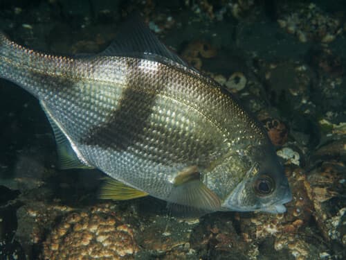 Pile Surfperch