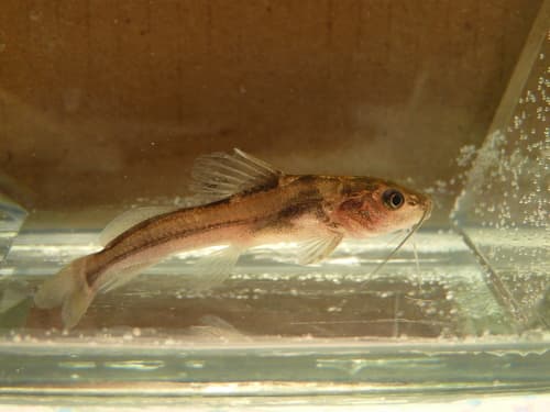Slender Catfish