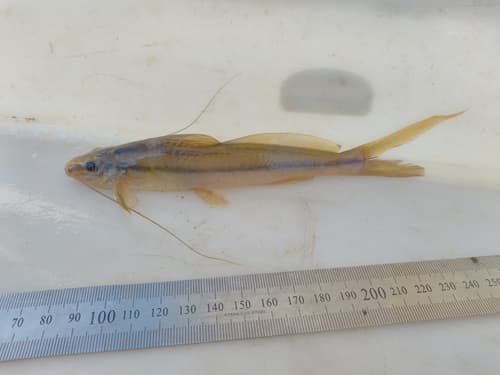 Pimelodella taenioptera