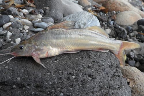 Grosskopf's Pimelodus